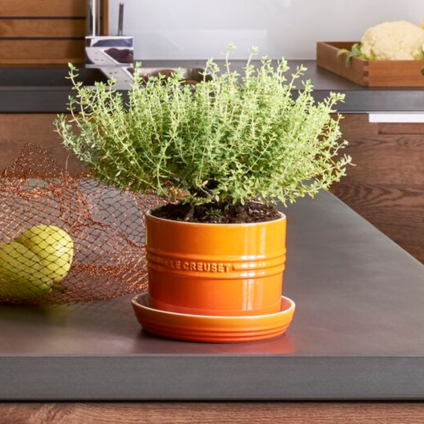 Compre & Ganhe - Vaso para Ervas